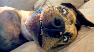 What is Wrong With My Dog | Funny Pet Videos