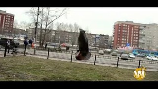 The World’s Best Parkour and Freerunning 2013