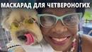 В Рио-де-Жанейро подбирают костюмы собакам в преддверии карнавала