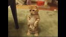 Смешной котенок