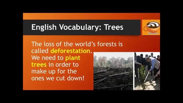 English Vocabulary Words: Trees