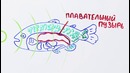 Правда ли рыбы – немые؟— Научпок