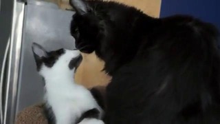 Как познакомить двух котов