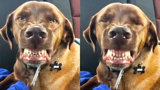 DOGGO LOVES TO SMILE! | CUTE FUNNY DOGS