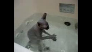 Водоплавующий котяра