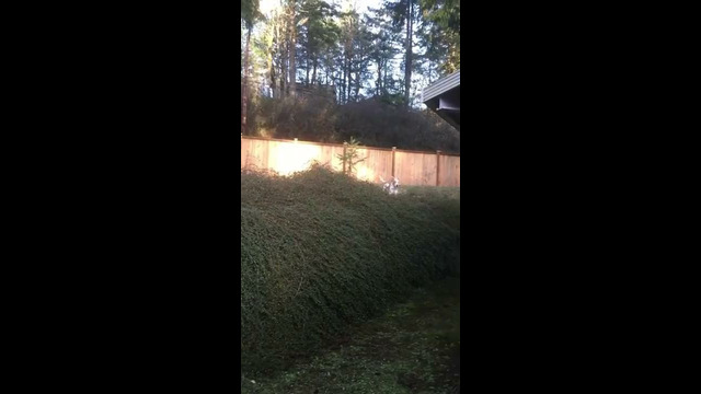 Dog Loves Jumping In Bushes #shorts