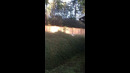 Dog Loves Jumping In Bushes #shorts