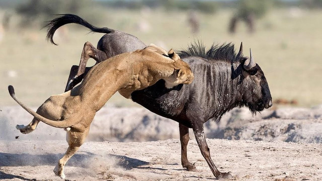 Мощное, но удивительно выносливое животное Африки – АНТИЛОПА ГНУ