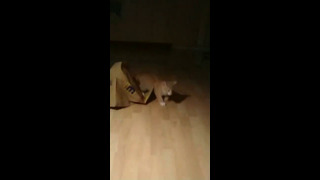 Cat Gets Caught In Paper Bag #shorts