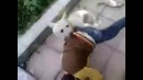 Борьба с медведем