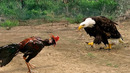 Этот Орел Был Обречен! Редкие Сражения Животных, Снятые на Камеру