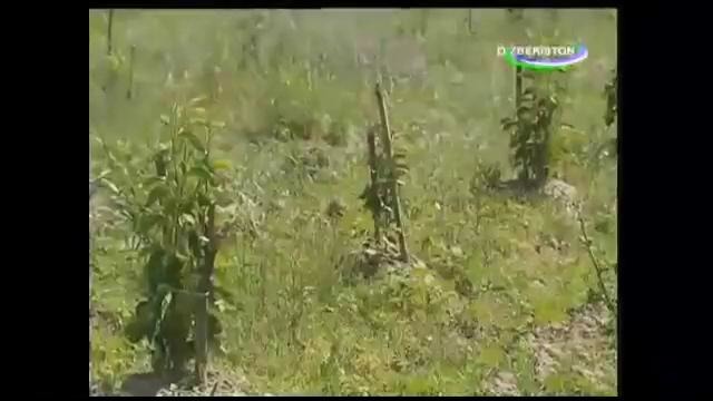 Mening bog`im – judaxam qiziq