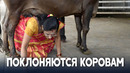Оптаться по своим спинам позволяют коровам индийцы
