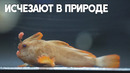 21 малька редкой рыбы с «руками» вывели в Австралии