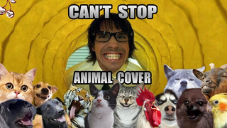 Red Hot Chili Peppers – Can’t Stop (Animal Cover)