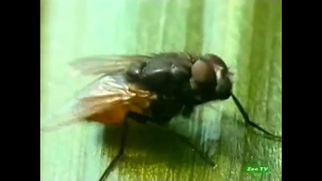 Тайна природы: Невероятные мухи