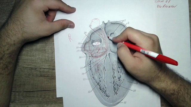 Yurak anatomiyasi