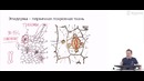 Биология – Подготовка к ЕГЭ 2017 – Строение ткани