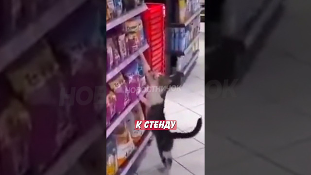 Хитрый кот научился разводить покупателей магазина на вкусняшки! | Новостничок