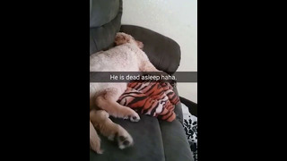 Doggo Runs in His Sleep #shorts