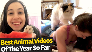 Топ 50 вирусных роликов Ютуба с животными 2019 года