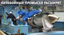 Япония объявила, что начнёт вылов финвалов