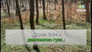 Петлюра – Я ухожу Караоке