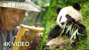 Wildlife Of Japan & China In 4K | BBC Earth