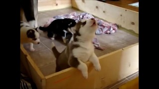 10 Funniest Husky Videos #3