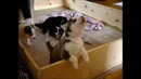 10 Funniest Husky Videos #3