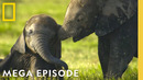 Secret Lives Of Animals Around the Globe | MEGA Episode Special | National Geographic