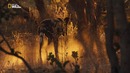 Nat Geo Wild: Дикие места Африки. Битва полов