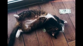 Они завели этого котенка, а он начал приносить им деньги