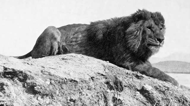 10 Последних Фото и Видео Вымерших Животных