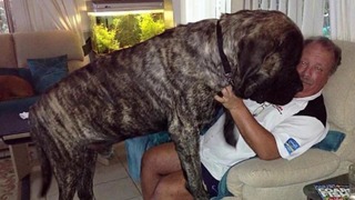 40 гигантских собак, которые не понимают, что они такие огромные