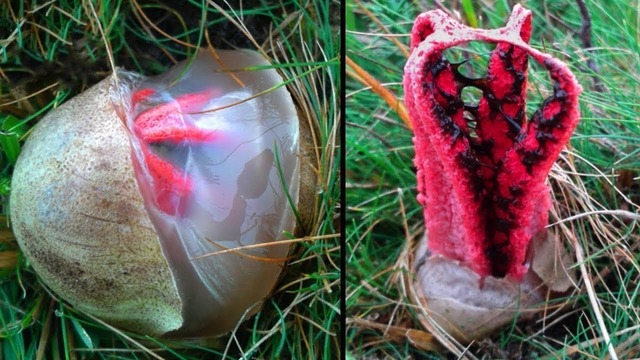 ТОП-20 Инопланетных вещей, которые можно повстречать в жизни