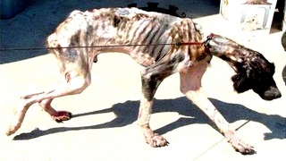 Измученную собаку хозяева превратили в скелет