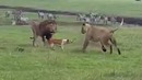 Собаки в деле! На что способны наши собаки