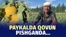 Toshloqda qovun pishdi