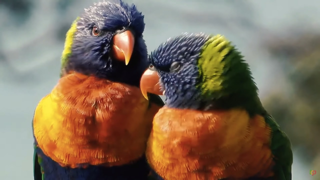 Самые яркие и красивые попугаи в мире