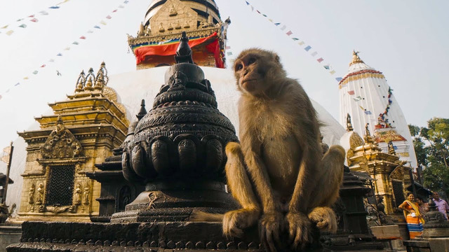 The Town Where Monkeys Are Treated Like Gods | Primates | BBC Earth