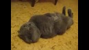 Кот в астрале
