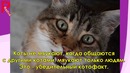 13 признаков того, что ваш кот без ума от вас