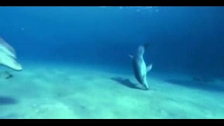 Красивые танцы дельфинов
