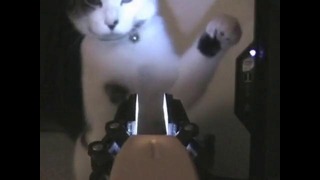 Кот против робота