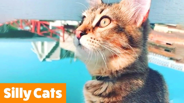AWWW Cutest Cat Videos