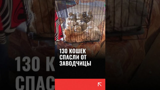 Спасли 130 кошек