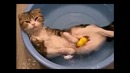 Кот принимает ванну