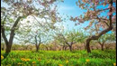 Navruz muborak bo’lsin Farhod Mashrabov