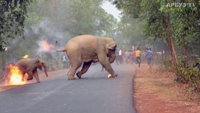 Толпа в Индии забросала слониху с детенышем зажигательными снарядами